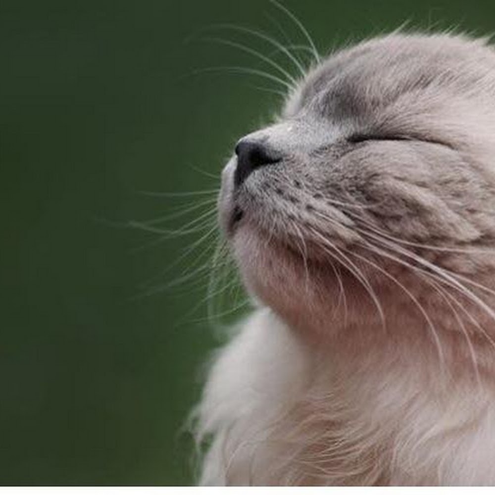 Meet your Posher, Caitlyn